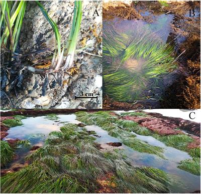 Intrinsic Photosensitivity of the Vulnerable Seagrass Phyllospadix iwatensis: Photosystem II Oxygen-Evolving Complex Is Prone to Photoinactivation